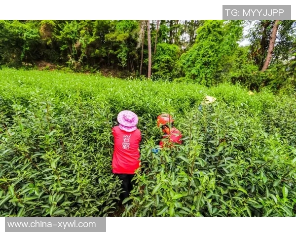 姚明逭掌背后的故事与篮球梦想的追寻之路 姚明逭掌背后的故事与篮球梦想的追寻之路